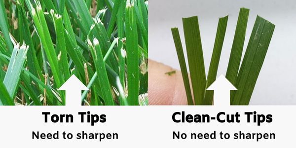 How Often Should You Sharpen Your Lawn Mower Blades