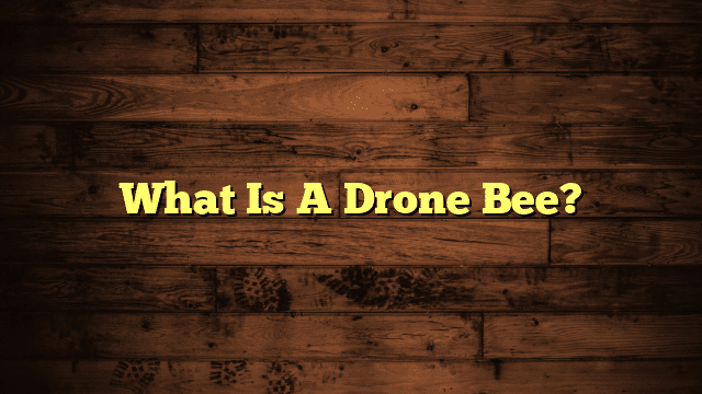What Is A Drone Bee?