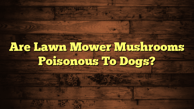 Are Lawn Mower Mushrooms Poisonous To Dogs?