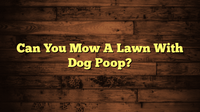 Can You Mow A Lawn With Dog Poop?