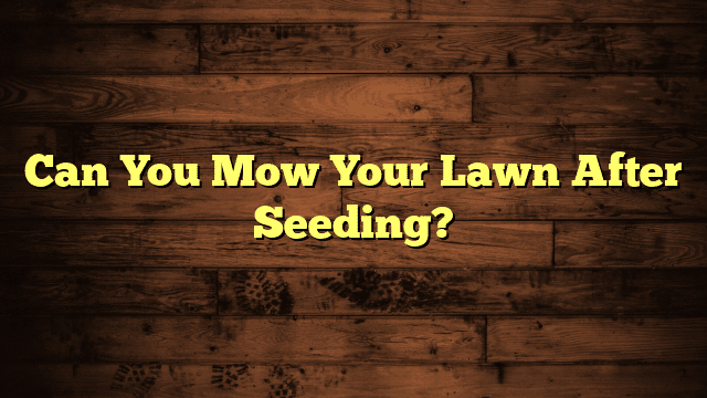 Can You Mow Your Lawn After Seeding?