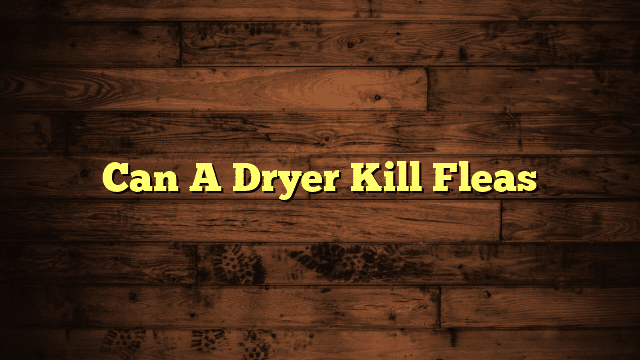 Can A Dryer Kill Fleas