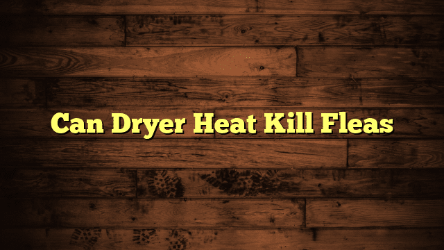 Can Dryer Heat Kill Fleas