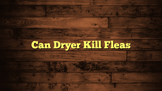 Can Dryer Kill Fleas