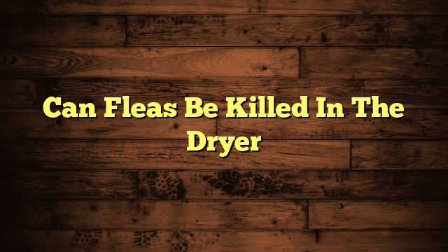 Can Fleas Be Killed In The Dryer