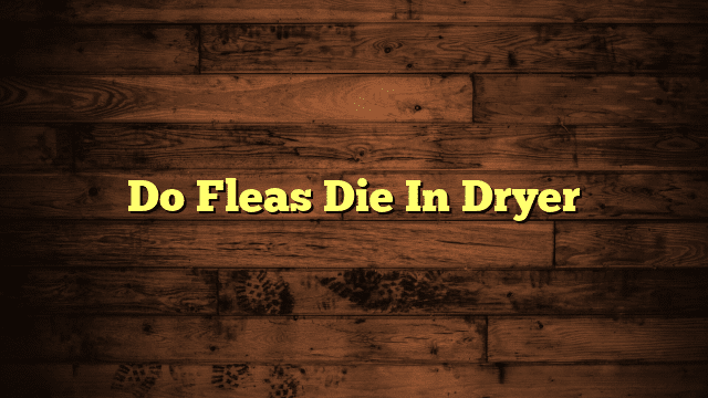 Do Fleas Die In Dryer