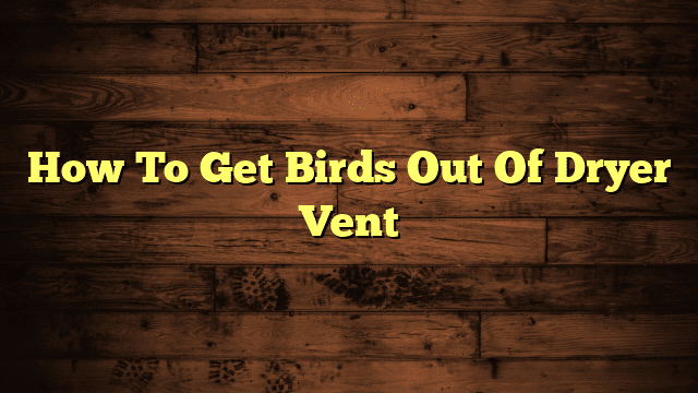 How To Get Birds Out Of Dryer Vent