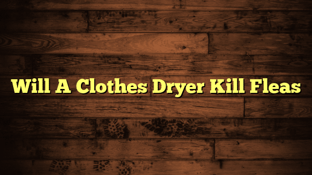 Will A Clothes Dryer Kill Fleas