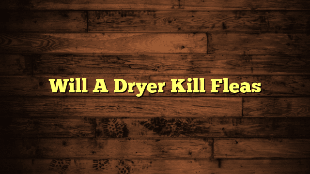 Will A Dryer Kill Fleas